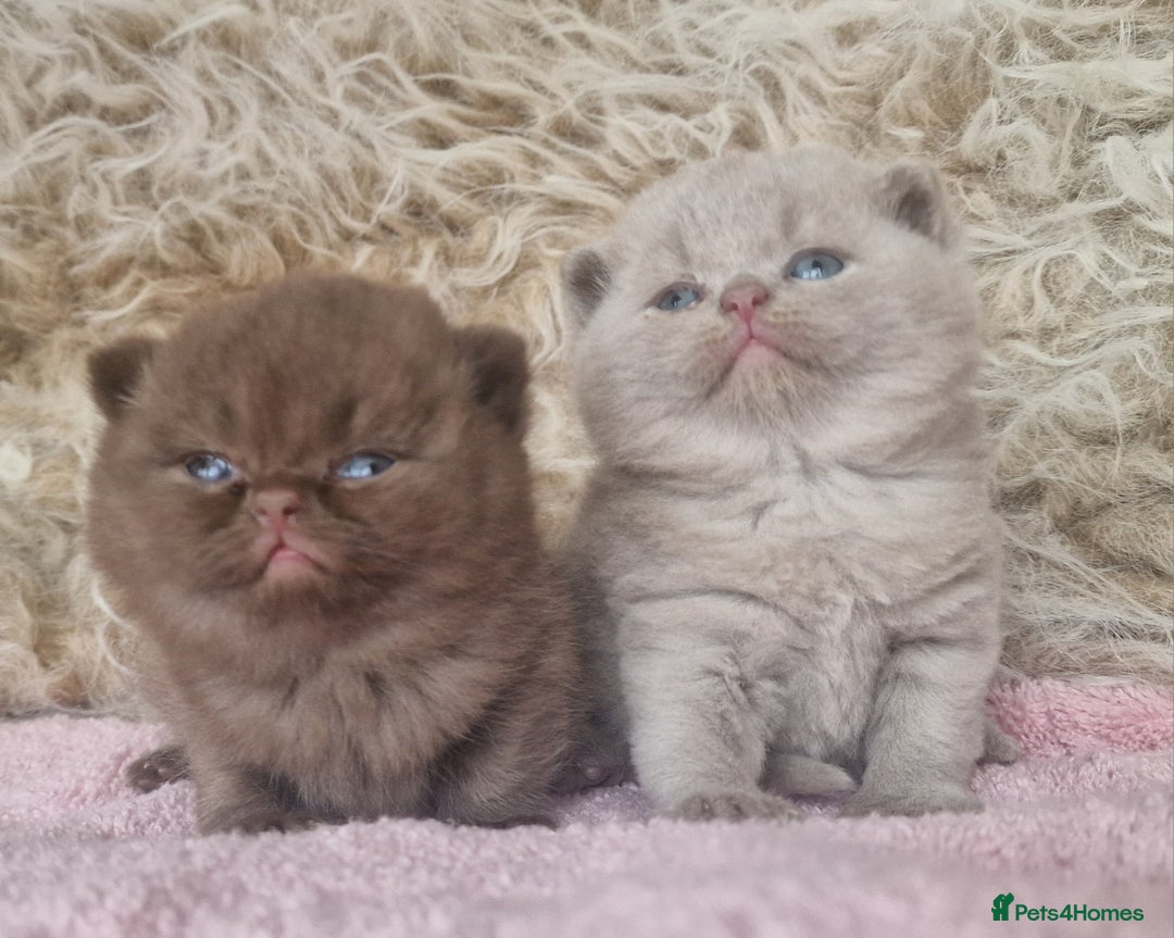 British Shorthair cats for sale: Tica registered British Shorthair kittens Champion - Image 3
