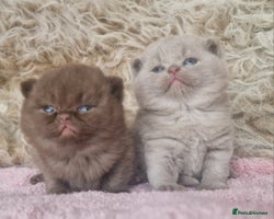 British Shorthair cats - Advert 14