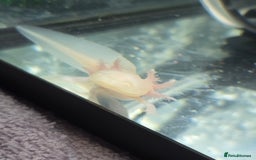 Other/Mixed Breed fish for sale: Axolotl and tank  - Image 3