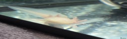 Other/Mixed Breed fish for sale: Axolotl and tank  - Advert 3