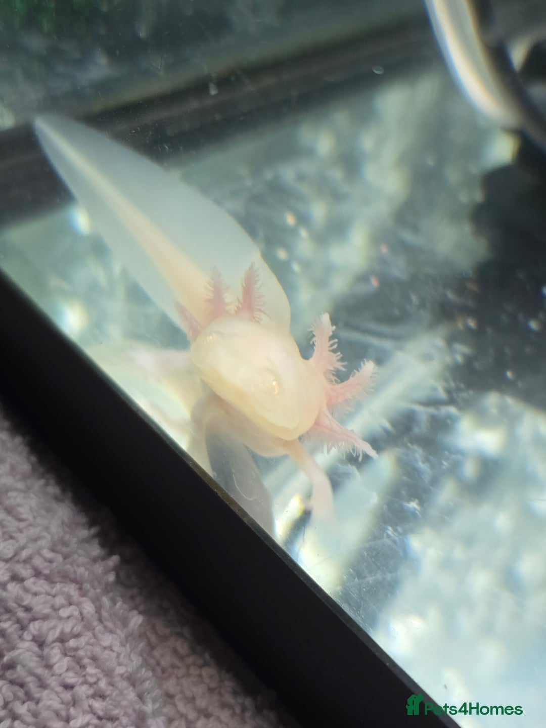 Other/Mixed Breed fish for sale: Axolotl and tank  - Image 3