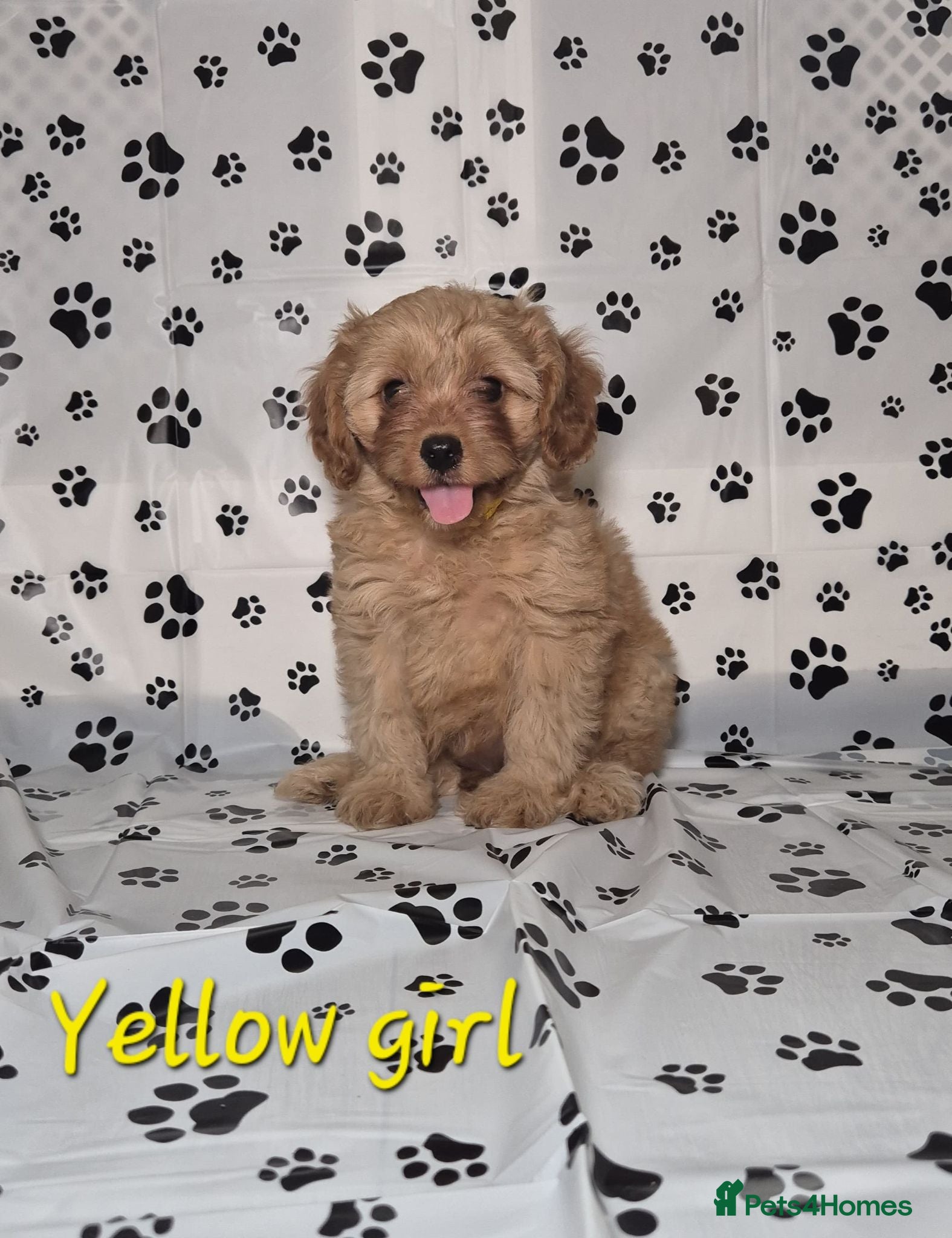 Cavapoo dogs Dna Health Tested F1 Cavapoo puppies - Advert 16