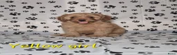 Cavapoo dogs for sale: Dna Health Tested F1 Cavapoo puppies - Advert 1