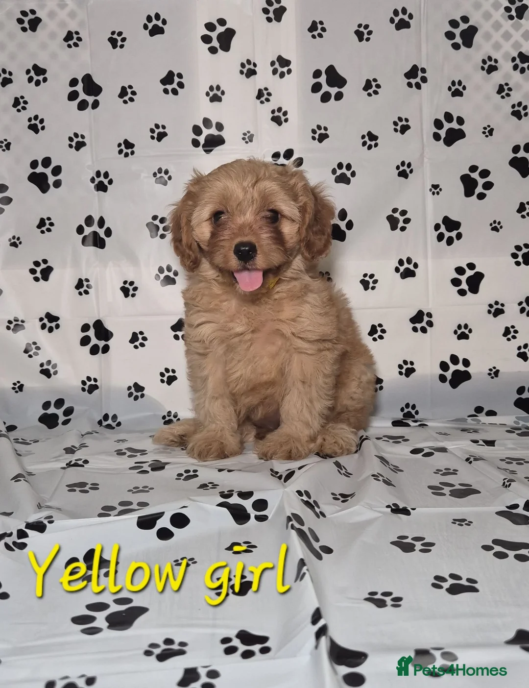 Cavapoo dogs for sale: Dna Health Tested F1 Cavapoo puppies - Advert 1
