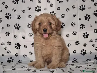 Cavapoo dogs Dna Health Tested F1 Cavapoo puppies - Advert 16