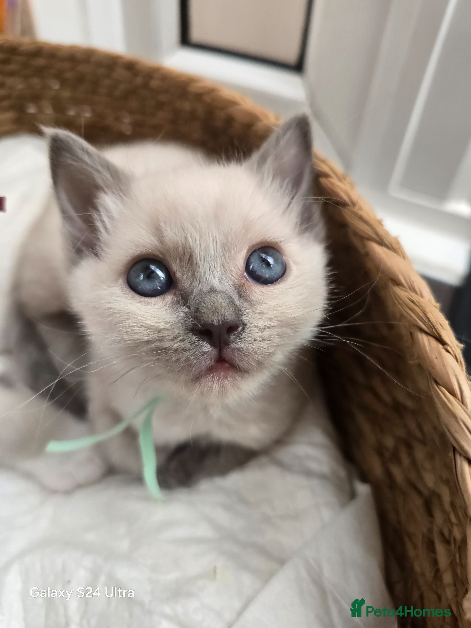 Ragdoll cats for sale: Gorgeous Ragdoll kittens  in Tetbury - Advert 11