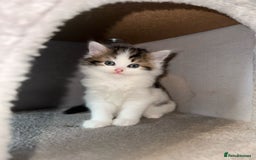 Ragdoll cats for sale: Ragdoll x Tabby Mix Kittens - Image 12