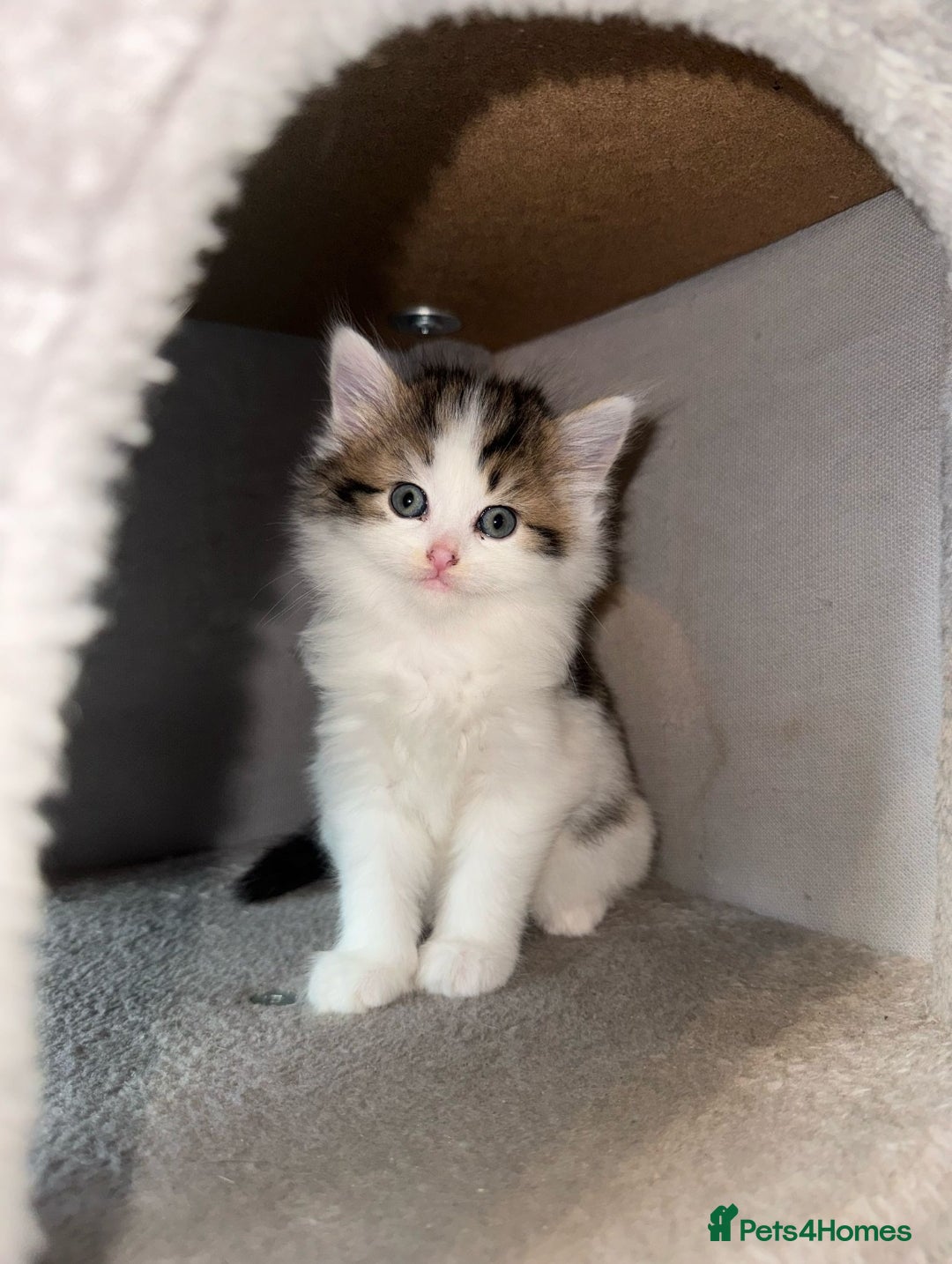 Ragdoll cats for sale: Ragdoll x Tabby Mix Kittens - Image 12