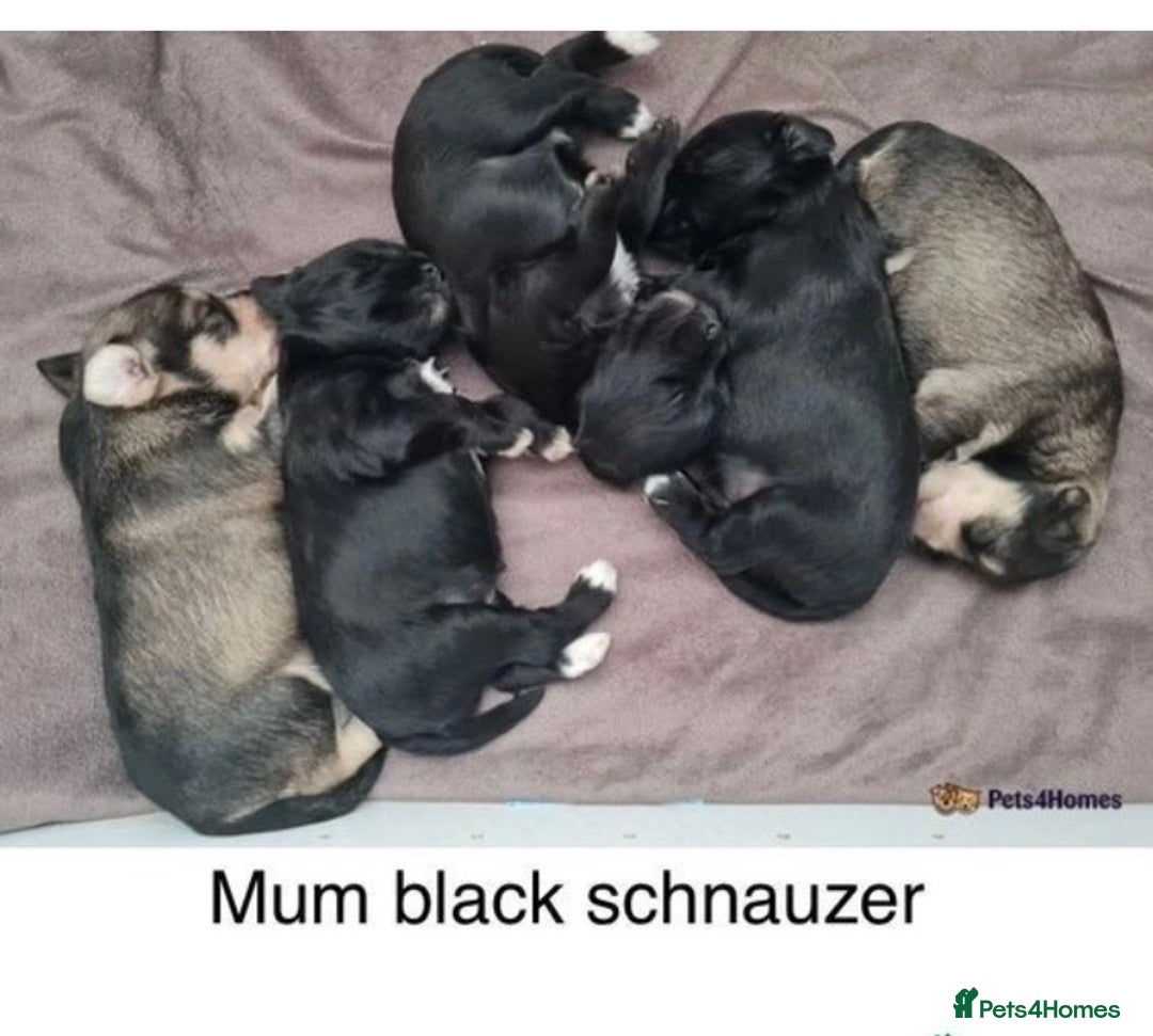Miniature Schnauzer dogs for stud: KC Reg Choc/White Min Schnauzer MAC +BVA Clear in Coventry - Advert 21
