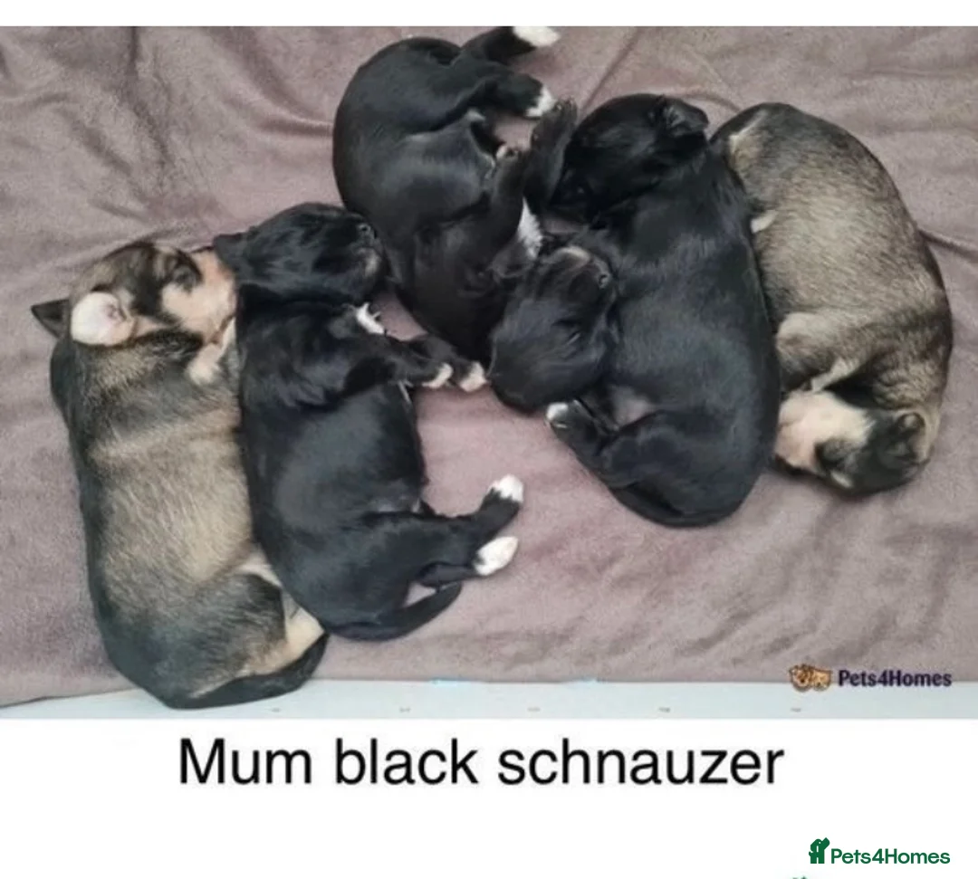 Miniature Schnauzer dogs for stud: KC Reg Choc/White Min Schnauzer MAC +BVA Clear in Coventry - Advert 21