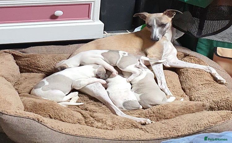 Whippet dogs - Advert 4