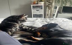 Miniature Dachshund dogs for sale: Miniature dachshund  - Image 7