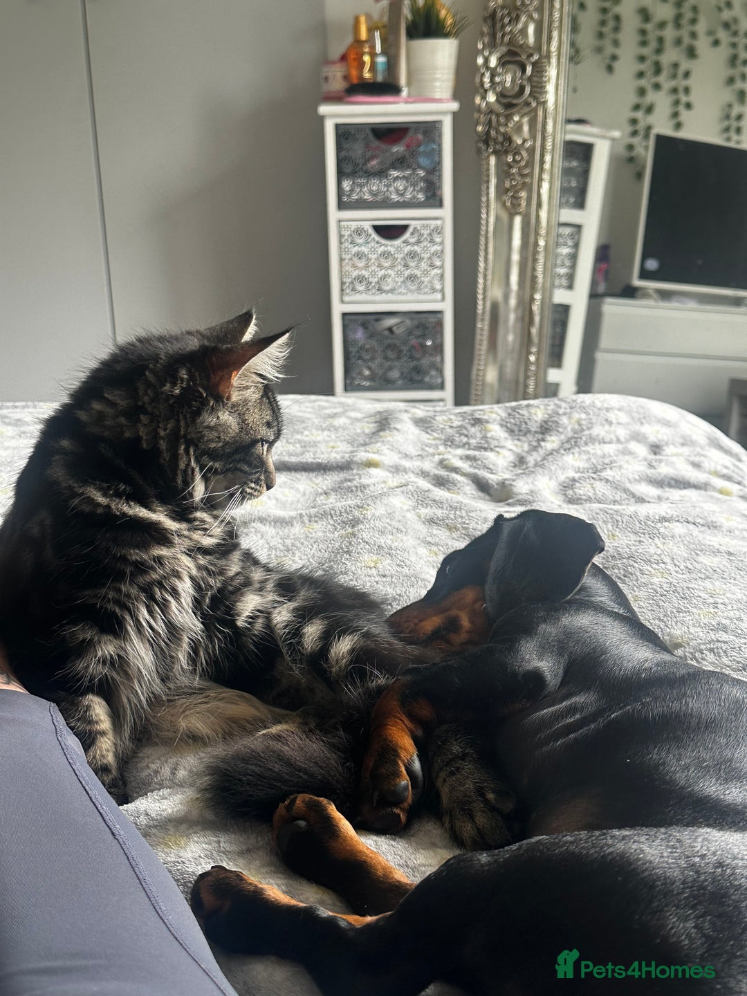 Miniature Dachshund dogs for sale: Miniature dachshund  - Image 7