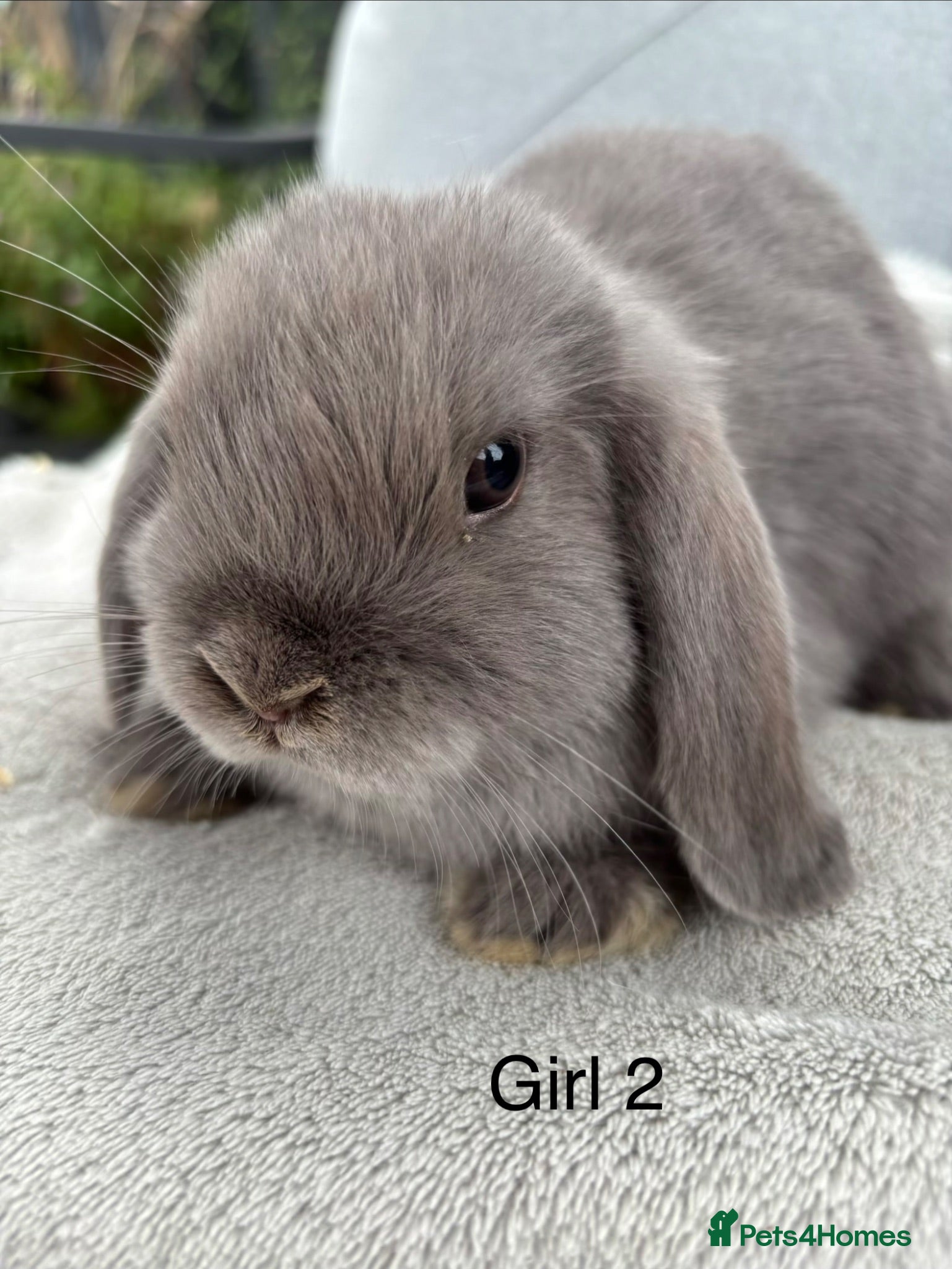 Mini Lop rabbits Mini lop Litter ready now - all girls  - Advert 2