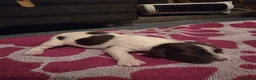 English Springer Spaniel dogs for sale: Beautiful Liver & White Springer Spaniel Puppies - Advert 15