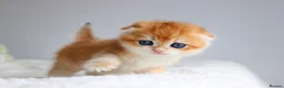 Scottish Fold cats for sale: Rare & Exclusive Golden Chinchilla Babies  - Advert 5