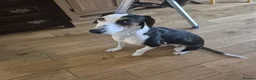 Mixed Breed dogs for sale: Loving 18-Month-Old Dog Needs Home - Advert 4