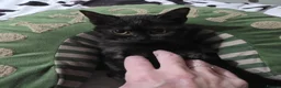 Mixed Breed cats for sale: Gorgeous kitten - Advert 1