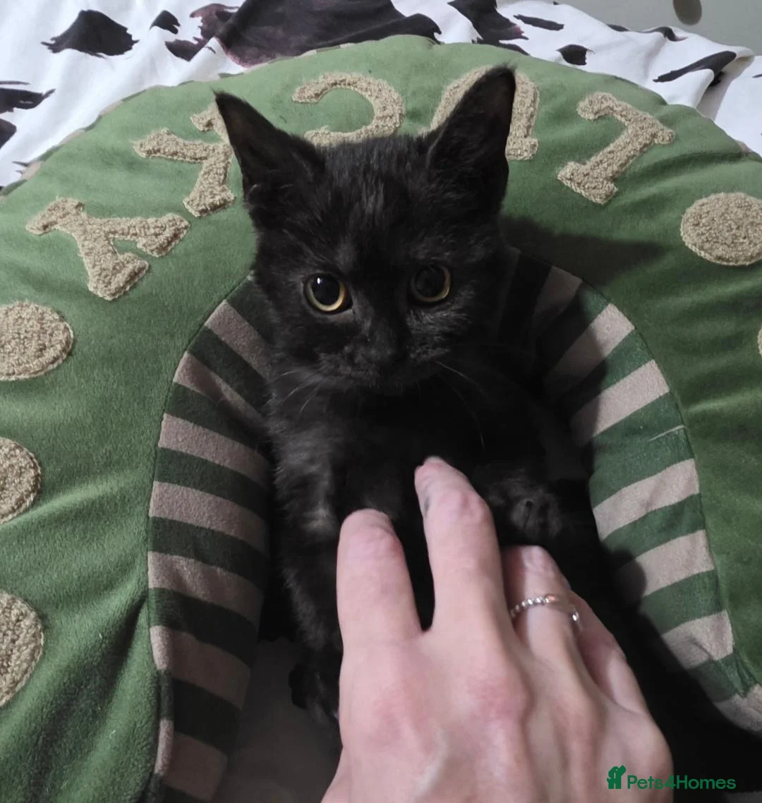 Mixed Breed cats for sale: Gorgeous kitten - Advert 1