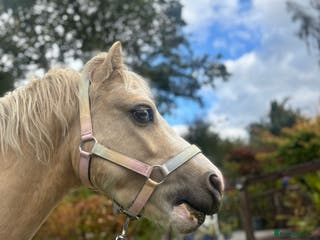 Welsh Section A horses ⭐️ Lovely Child's Pony for Sale⭐️ - Advert 6