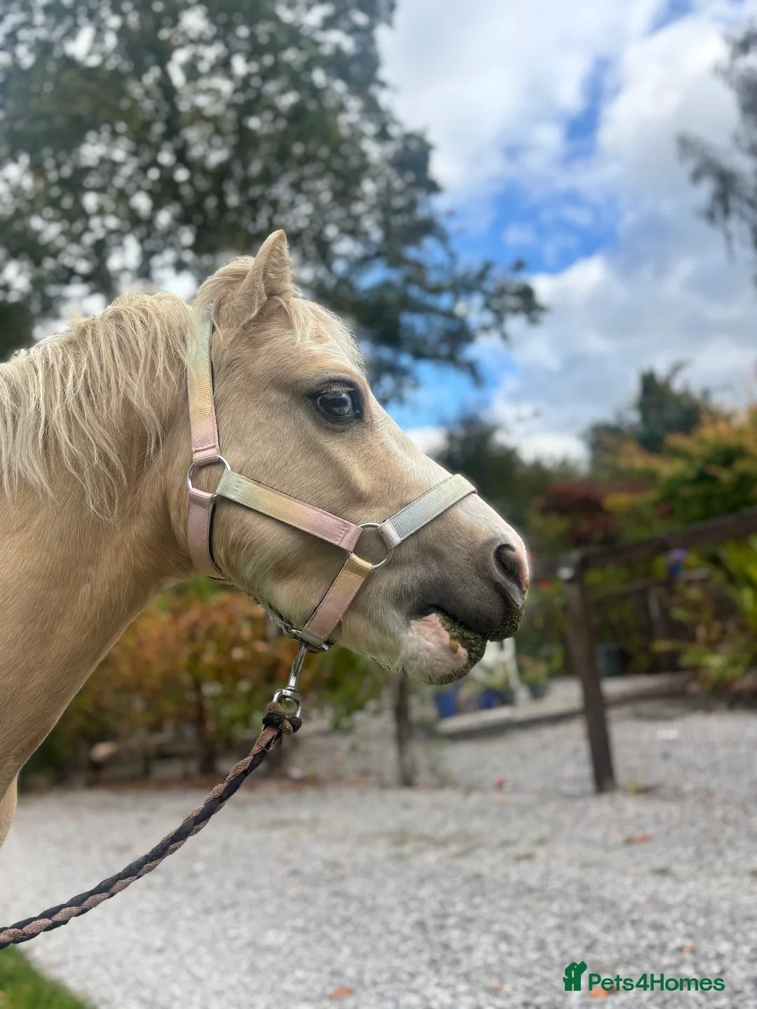 Welsh Section A horses for sale: ⭐️ Lovely Child's Pony for Sale⭐️ - Advert 1