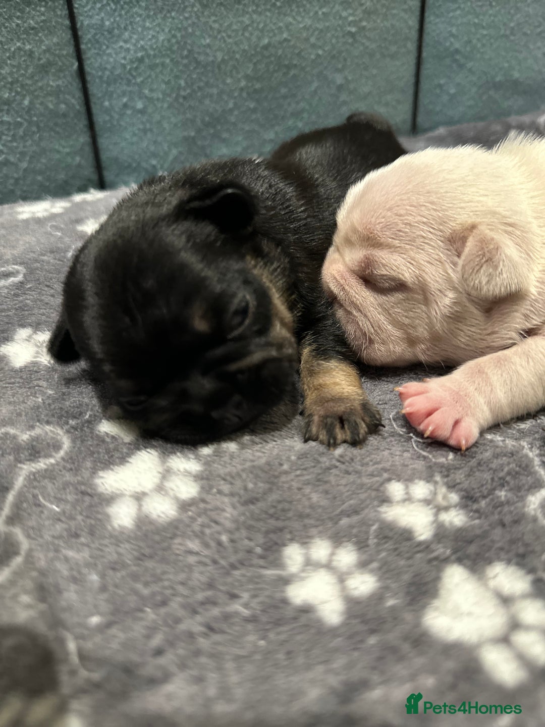 French Bulldog dogs for sale: Quality Frenchbull dogs - Image 5