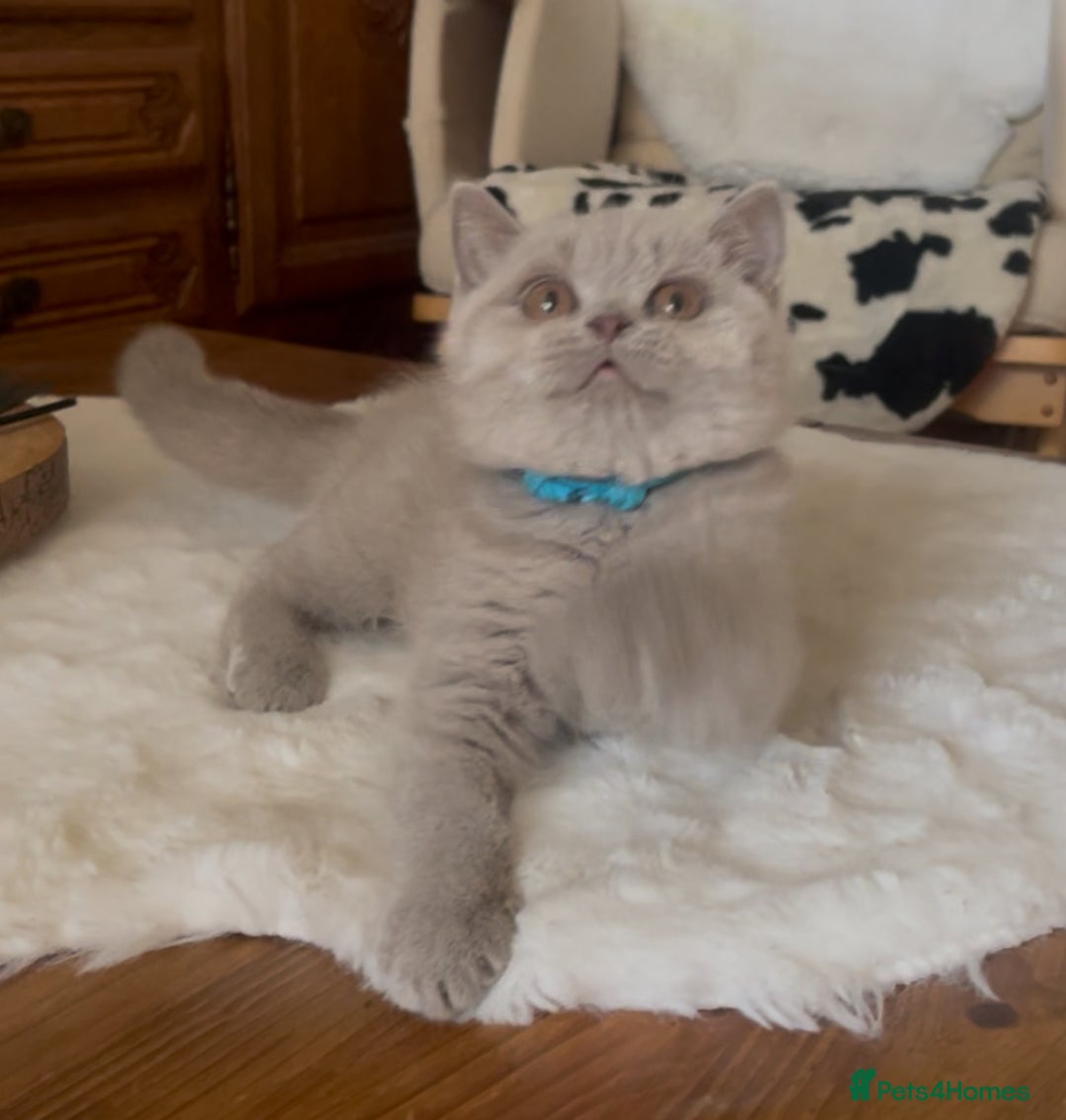 British Shorthair cats for sale: Two Beautiful BSH girls Champion line  - Image 12
