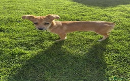 Mixed Breed dogs for adoption:  🐾 Meet Mayo – The Sweetest Pocket Rocket! 🐾 - Image 2
