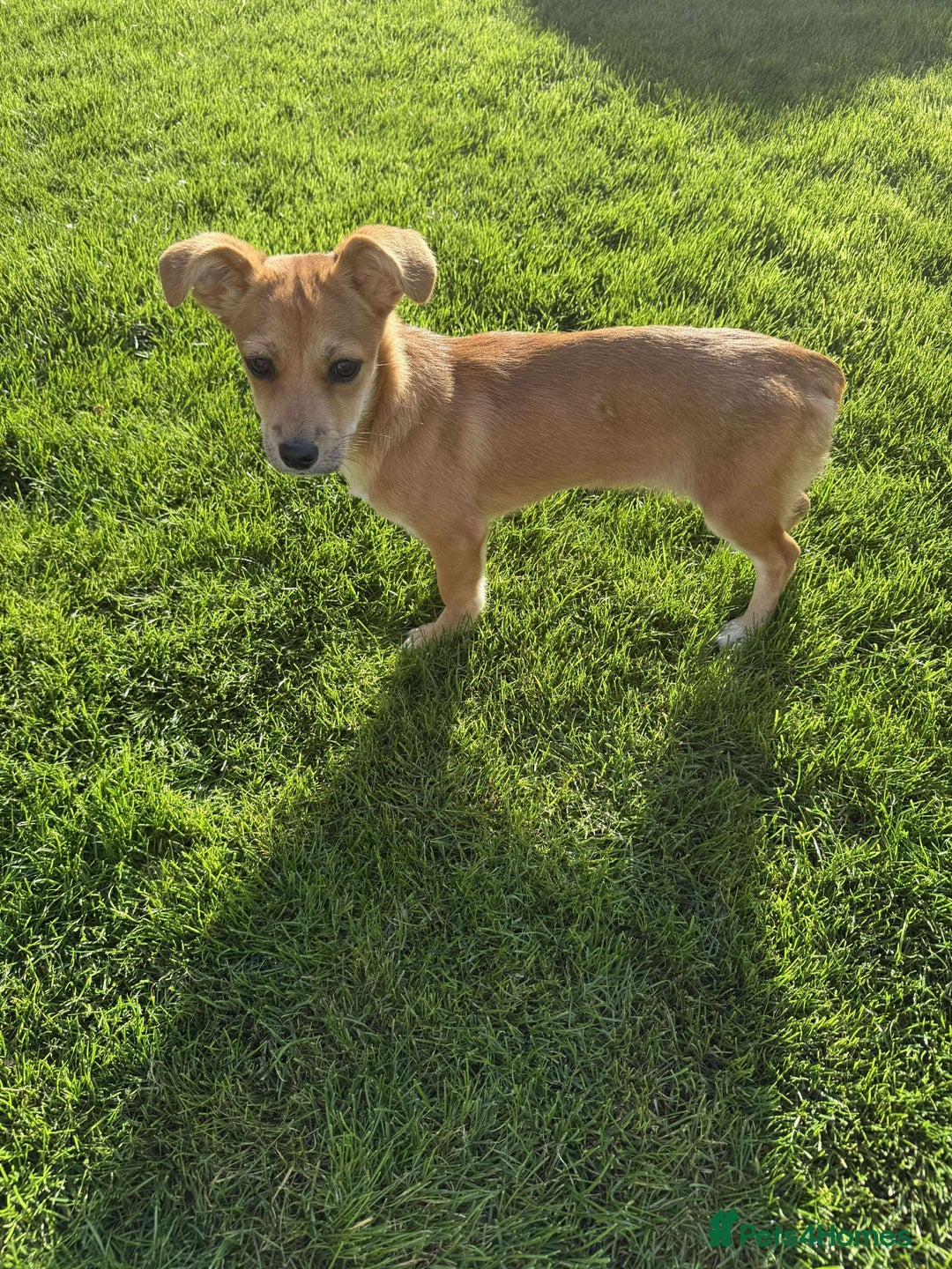 Mixed Breed dogs for adoption:  🐾 Meet Mayo – The Sweetest Pocket Rocket! 🐾 - Image 2