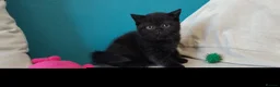British Shorthair cats for sale: GCCF Registered British Shorthair Kittens Black  - Advert 7
