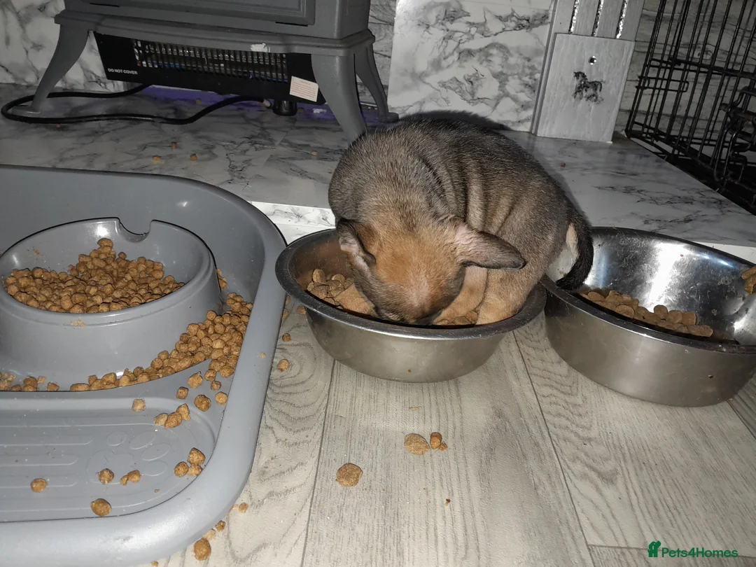 Mixed Breed dogs for sale: French bulldog x - Advert 24