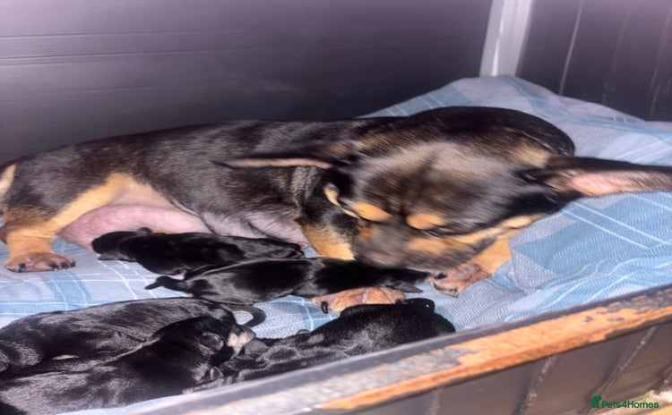 Mixed Breed dogs Beautiful puppies - Advert 4