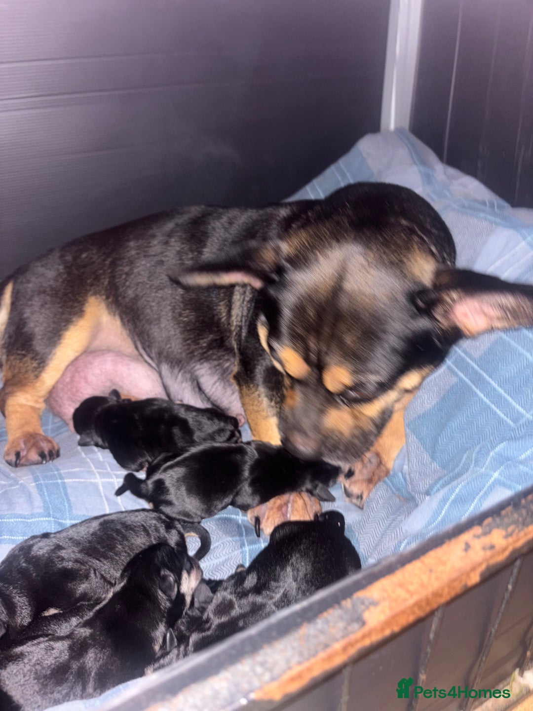 Mixed Breed dogs for sale: Beautiful puppies - Image 27