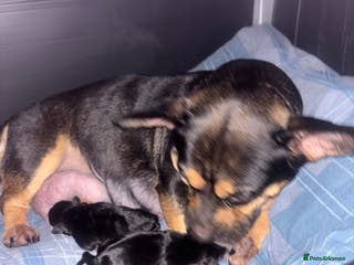 Mixed Breed dogs Beautiful puppies - Advert 14