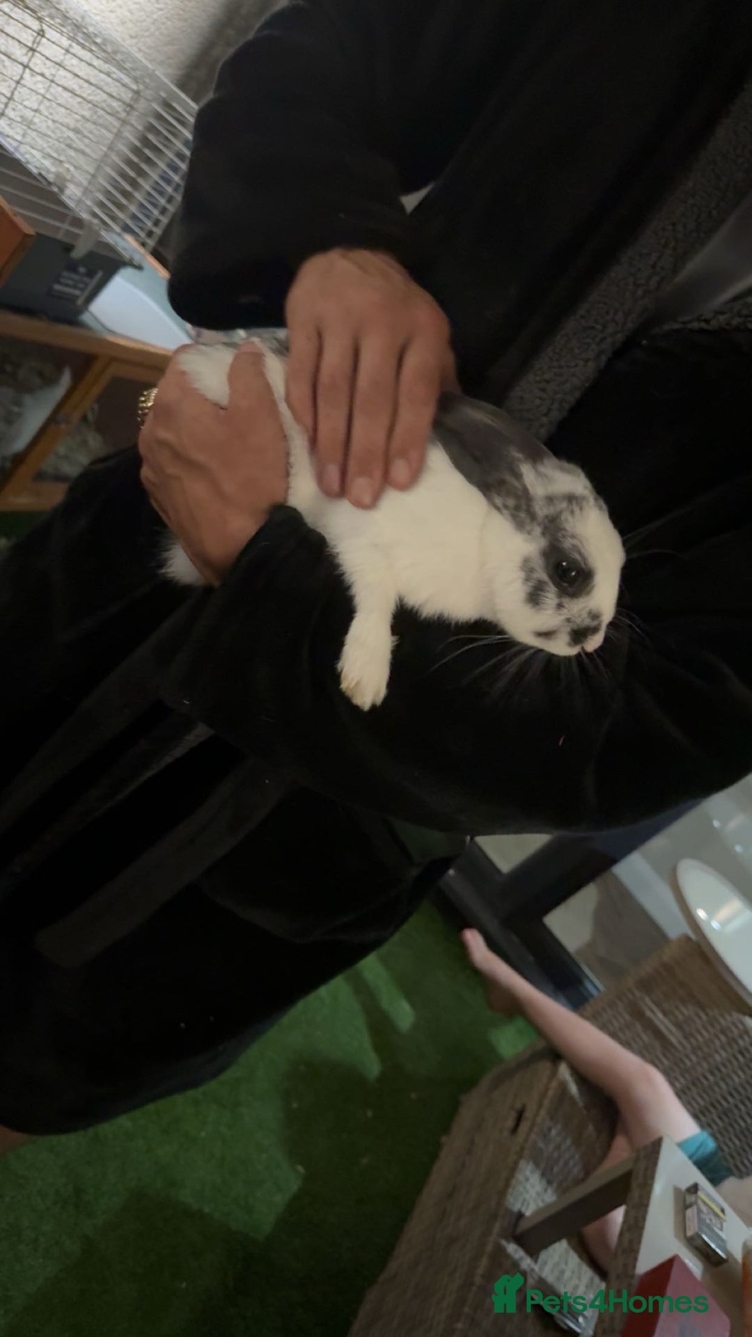 Mixed Breed rabbits for sale: Female rabbit  - Image 2