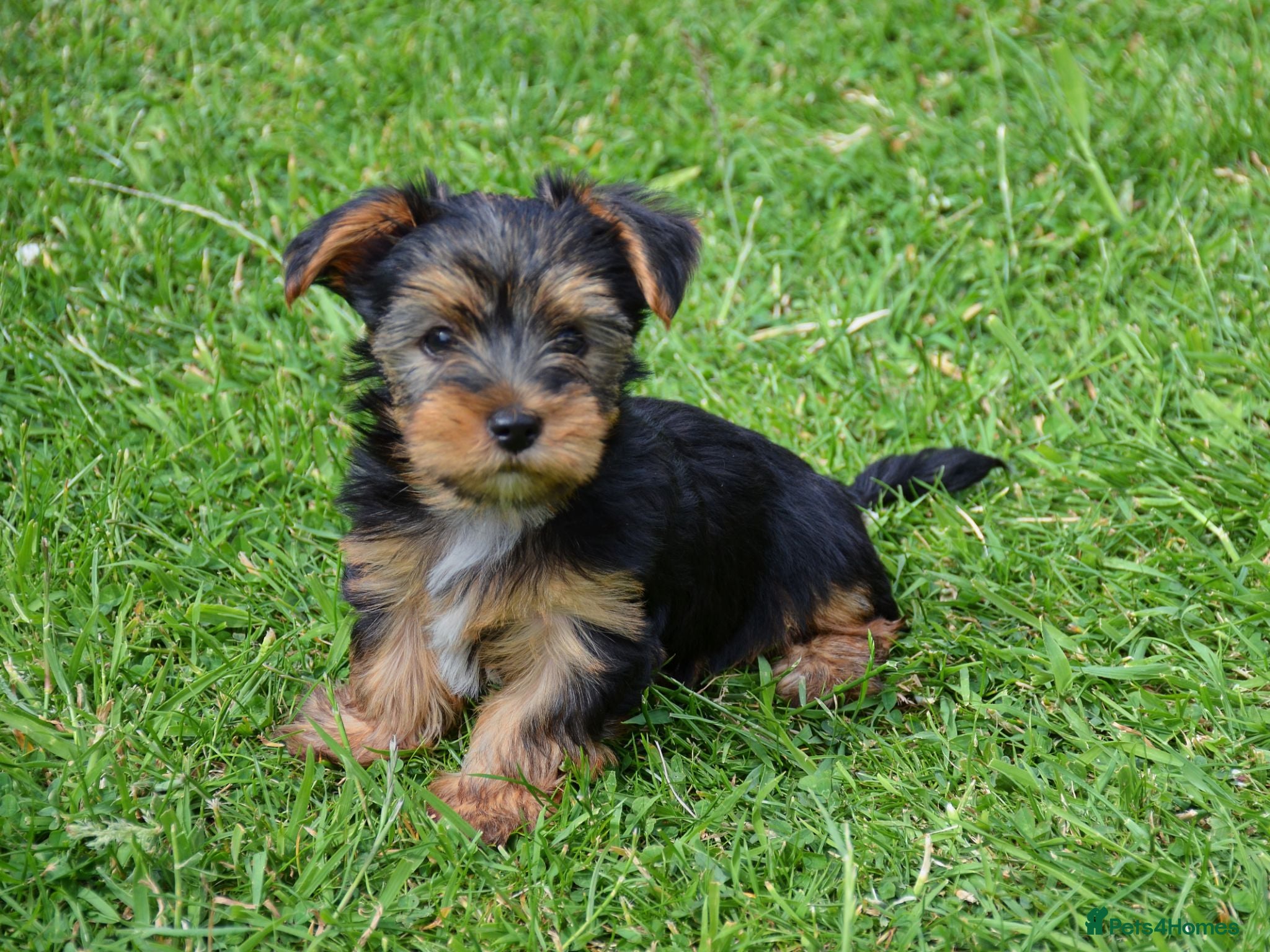 Yorkshire Terrier dogs Purebred Yorkshire Terrier Puppies Vaccinated  - Advert 1
