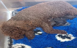 Australian Labradoodle dogs for sale: Beautiful Australian Labradoodle Girl ready now - Image 4