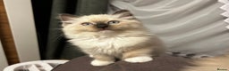Ragdoll cats for sale: 😻Beautiful Purebred Ragdoll kittens 😻 - Advert 18