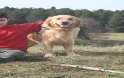 Golden Retriever dogs for sale: KC registered, Health Certificated, DARK SHOW Line - Image 4