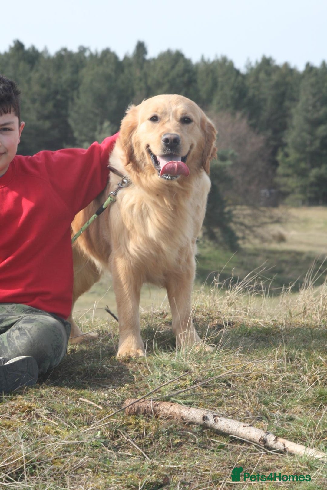 Golden Retriever dogs for sale: KC registered, Health Certificated, DARK SHOW Line - Image 4