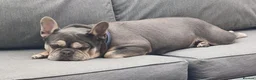 French Bulldog dogs for sale: Outstanding KC French Bulldog Puppies  - Advert 32