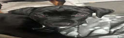 Cane Corso dogs for sale: Cane Corso Puppy - Advert 9