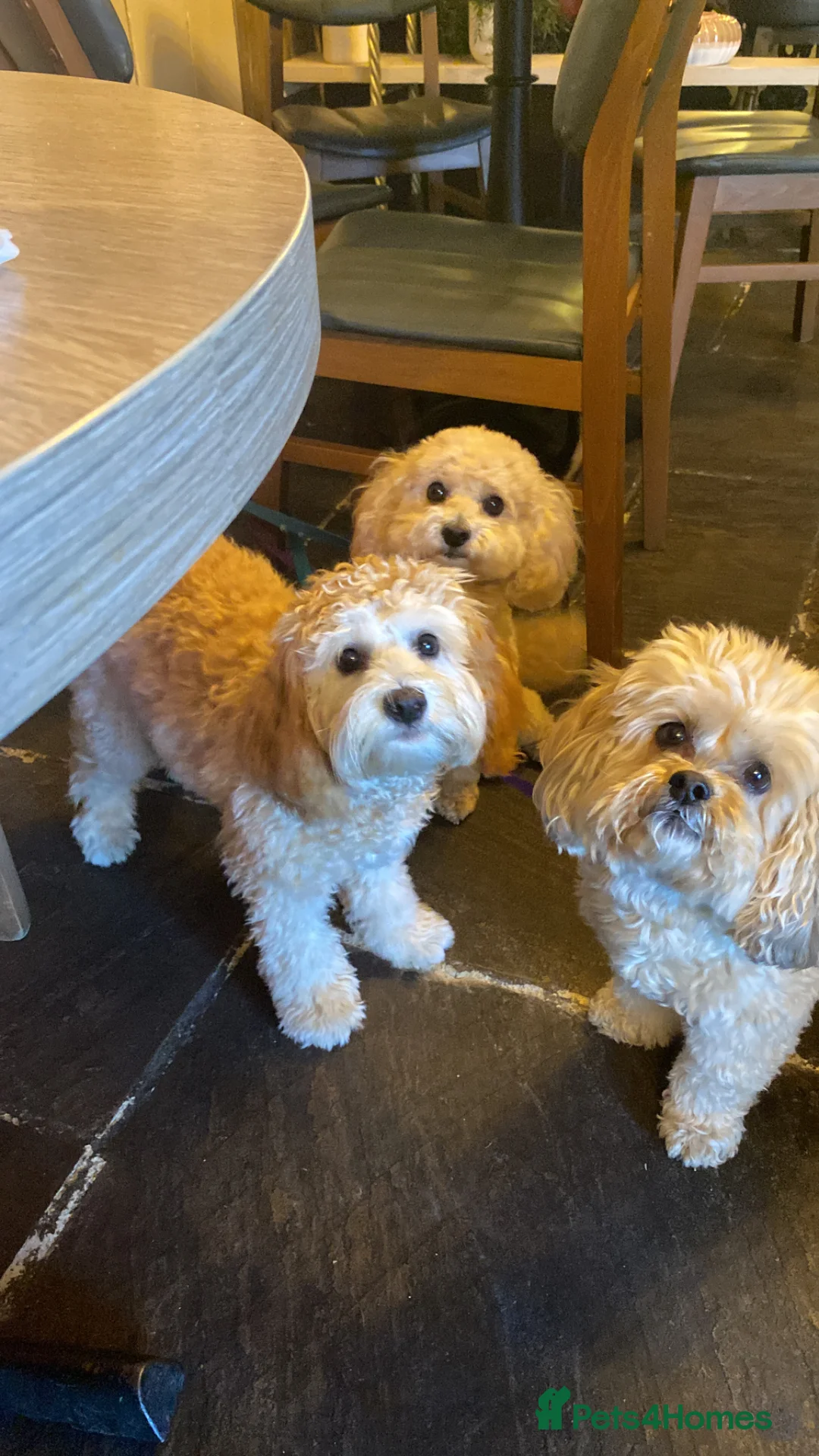 Mixed Breed dogs for sale: Cavapoochon 8 months  - Advert 8