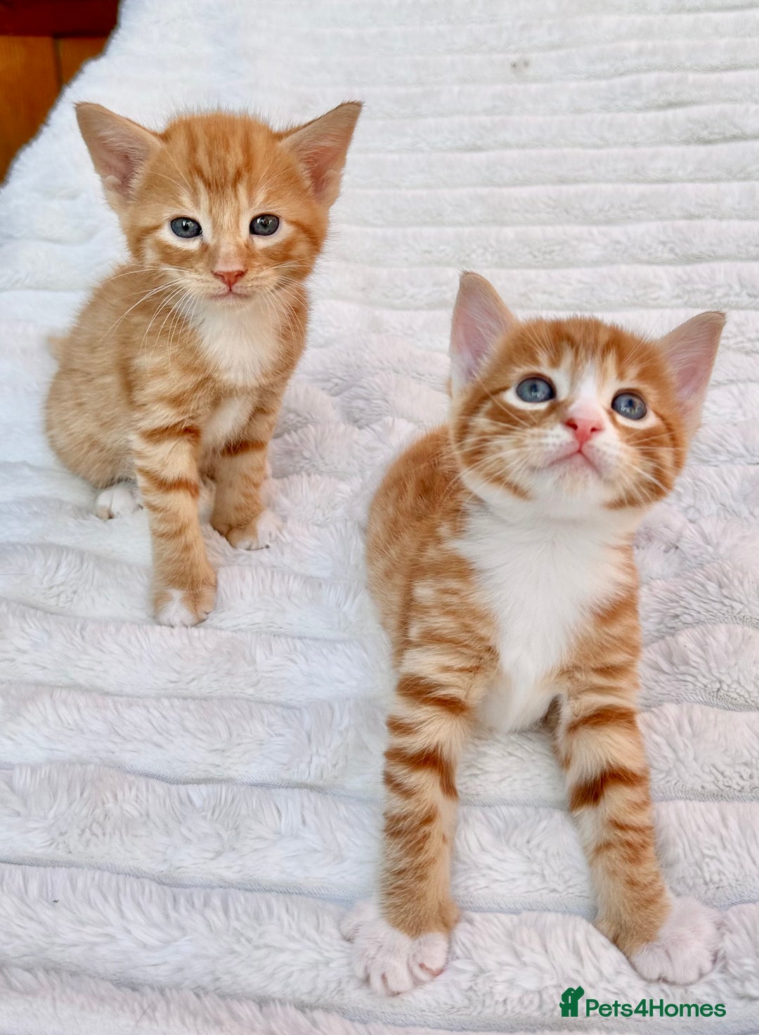 Mixed Breed cats for sale: Ginger Kittens from 1/2 Siamese mum - Image 16