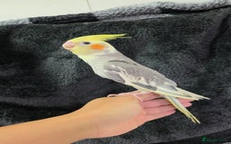 Cockatiels birds for sale: Silly hand tamed baby cockatiels for sale  - Image 12
