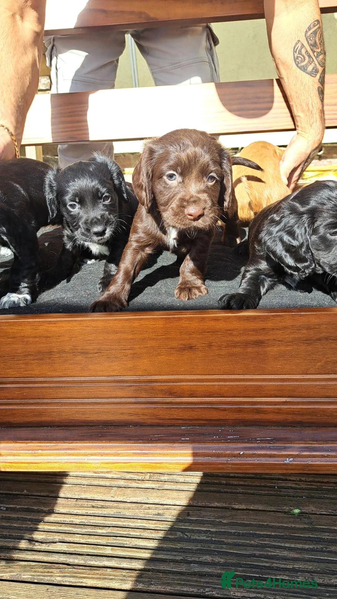Cocker Spaniel dogs for sale: Home raised puppies - Advert 10