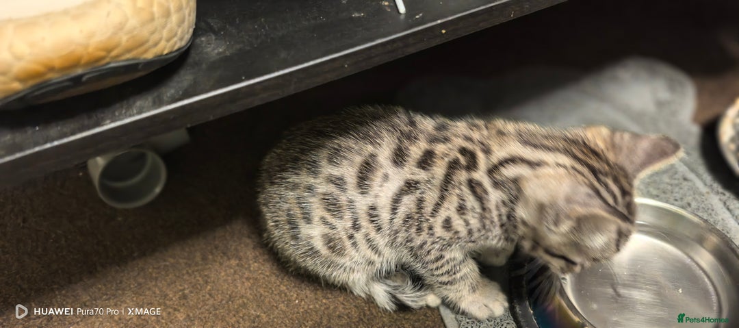 Bengal cats for sale: Sweet Bengal Kittens For Sale  - Image 16
