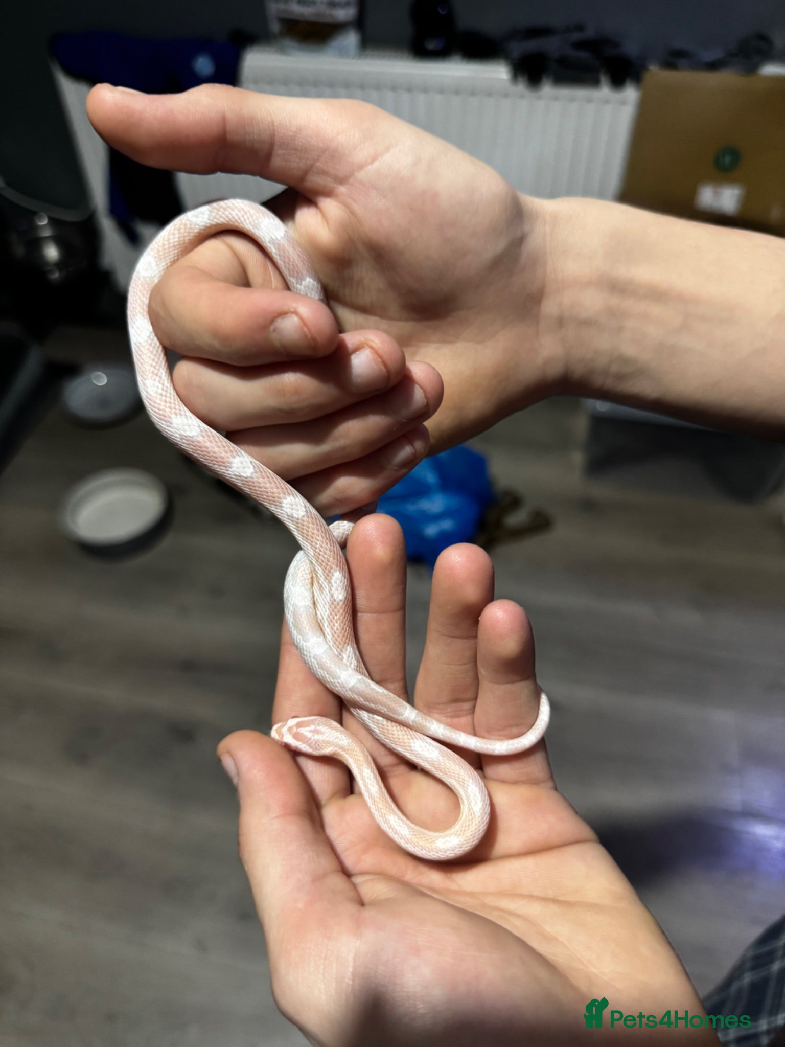 Corn Snake reptiles Albino Baby Corn Snake with Full Setup - Advert 1