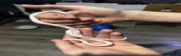 Corn Snake reptiles for sale: Albino Baby Corn Snake with Full Setup - Advert 1
