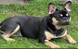 French Bulldog dogs for sale: Black & tan female french bulldog  - Image 4